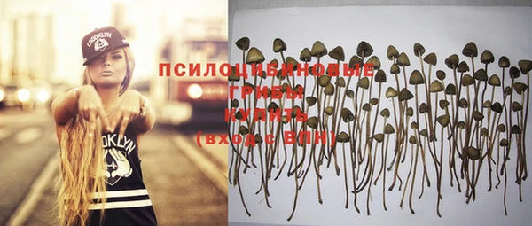 гашик Алексин